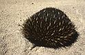 WT 0400 067-25 Australia Echidna